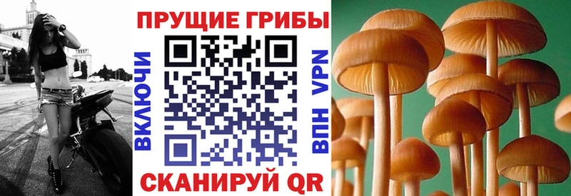 Галлюциногенные грибы Psilocybe  Купить закладки  Фрязино 